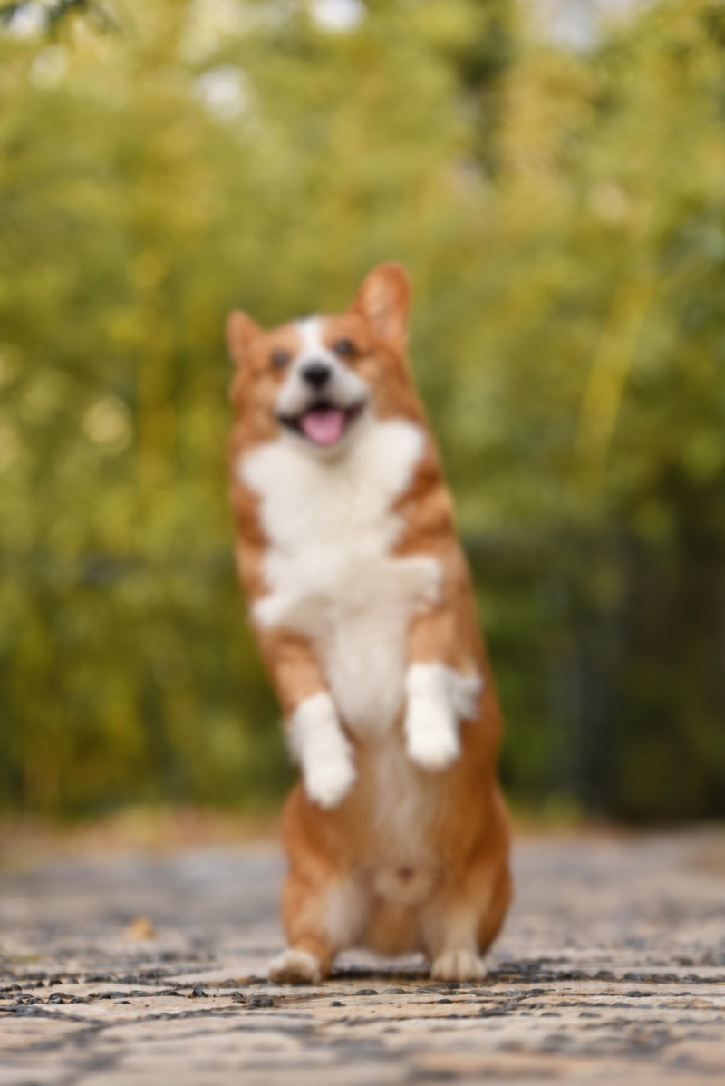Unscharfes Corgi-Foto als ungeeignetes Beispiel