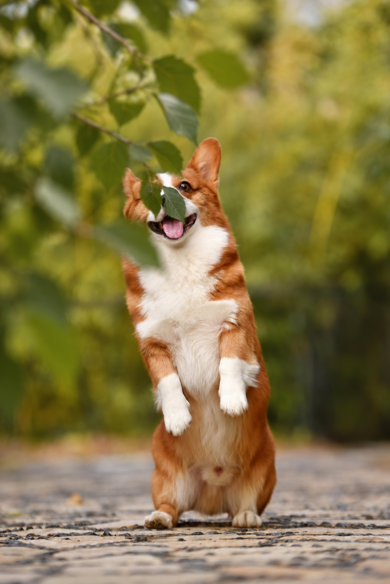 Corgi-Foto mit verdecktem Gesicht als ungeeignetes Beispiel