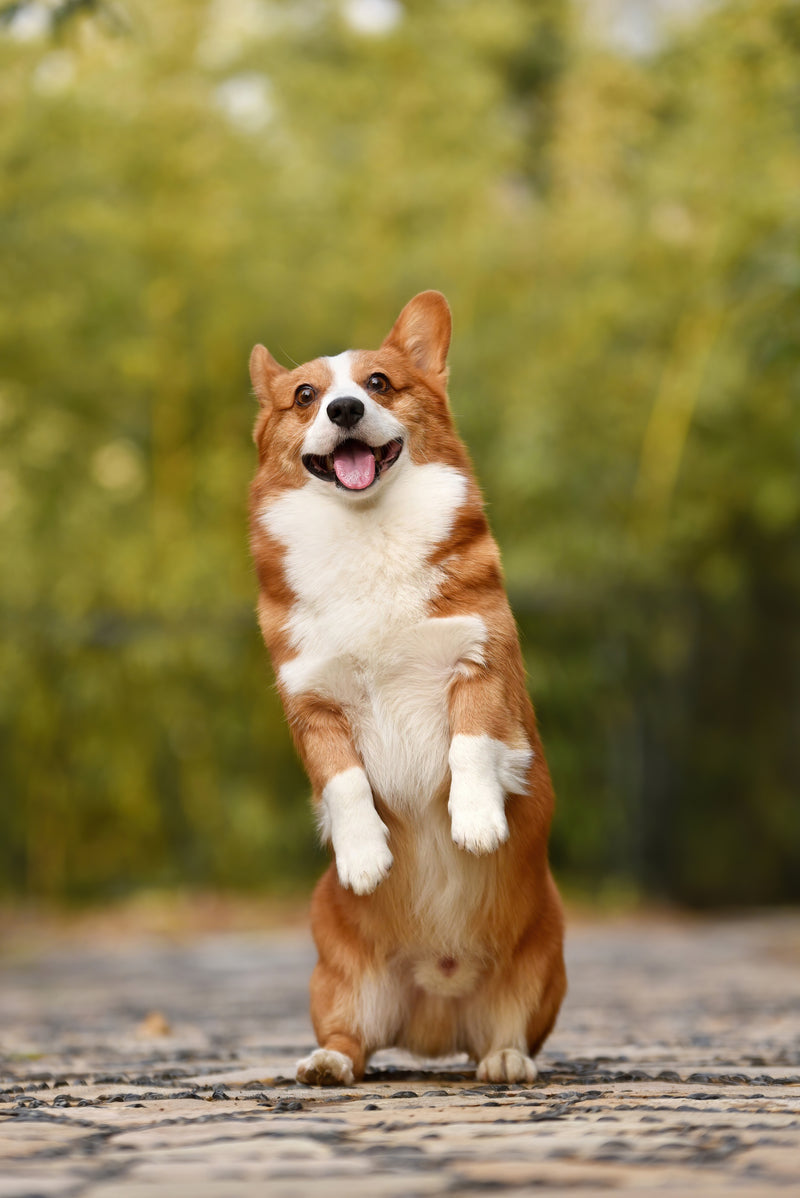 Scharfes Originalfoto eines vollständig sichtbaren Corgis