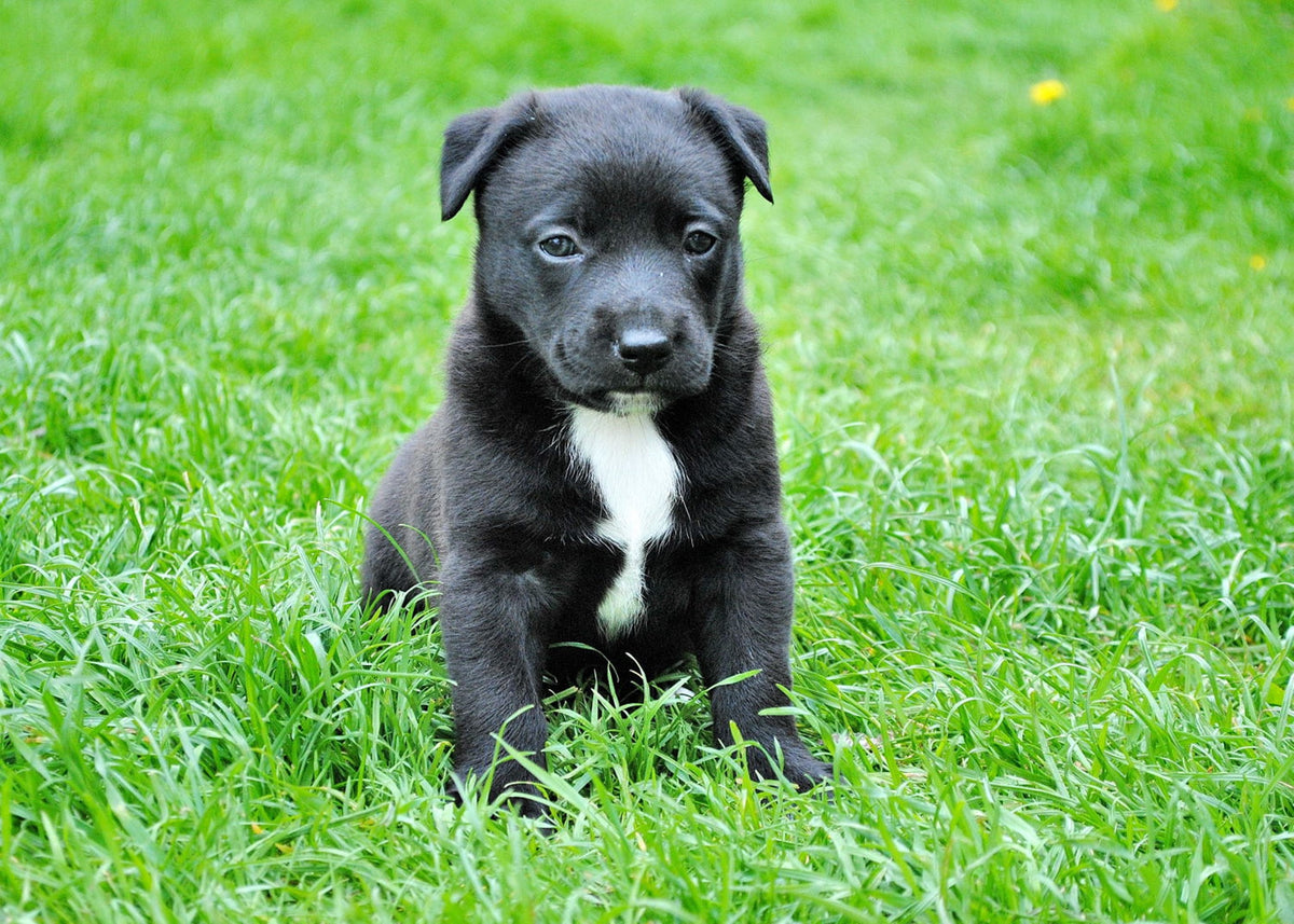 Originalfoto von Lucky im Gras: Gesicht und Brustzeichnung sind klar erkennbar, die Pfoten teilweise verdeckt